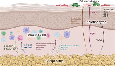 Skin-associated adipocytes in skin barrier immunity: A mini-review